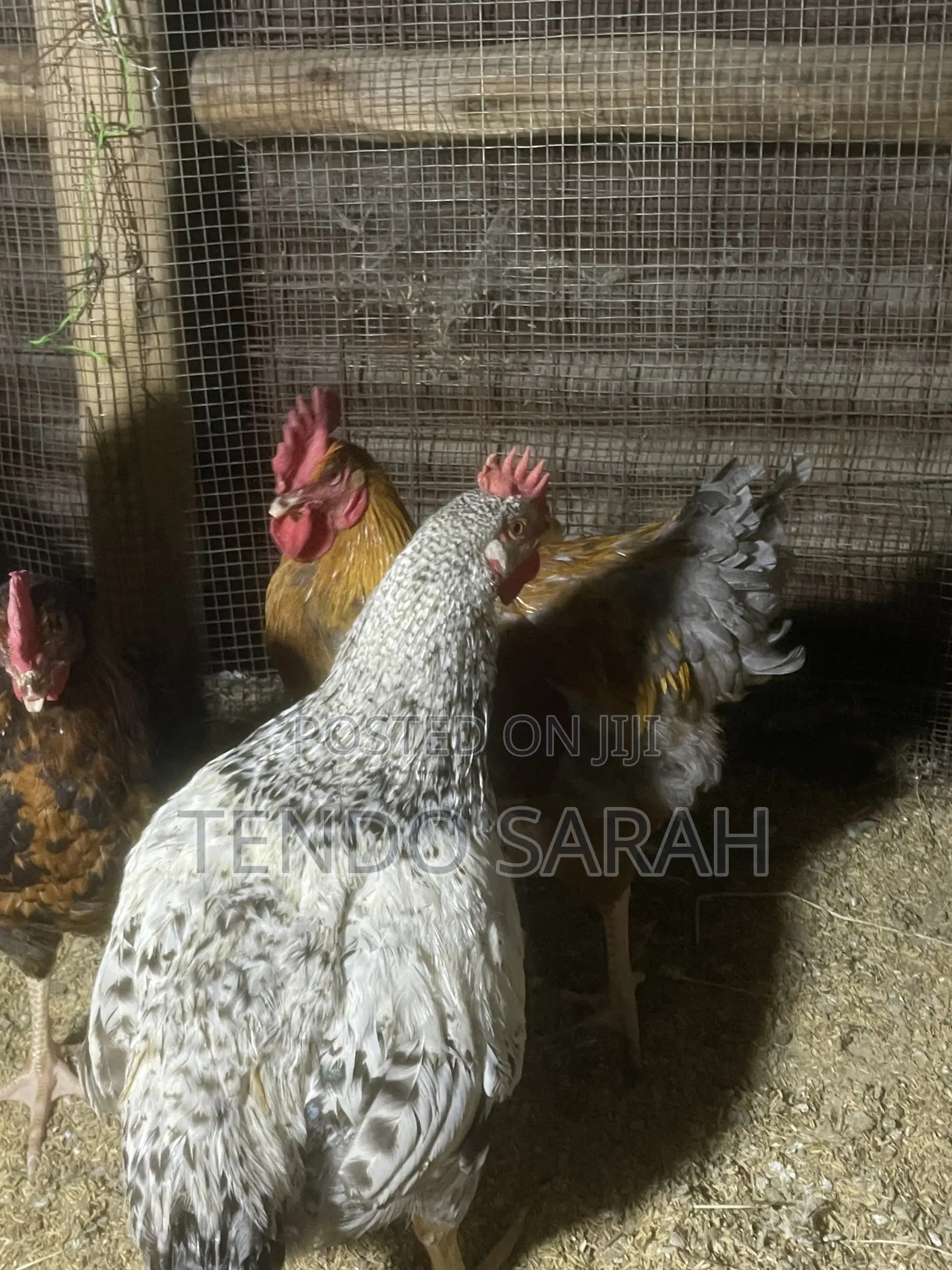 Sarah’S Chicken Farm