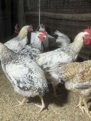 Sarah’S Chicken Farm