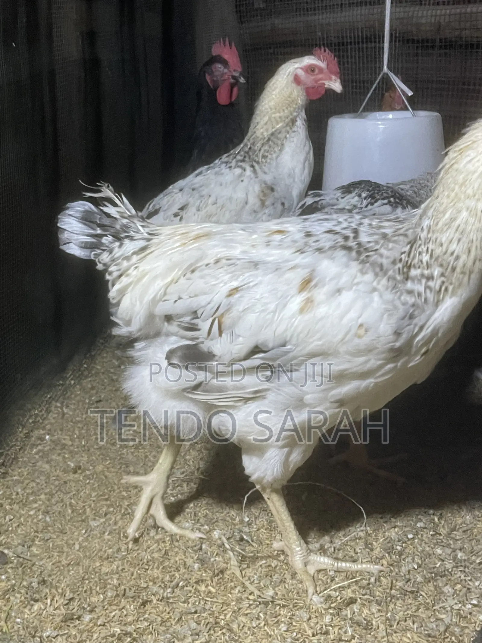 Sarah’S Chicken Farm