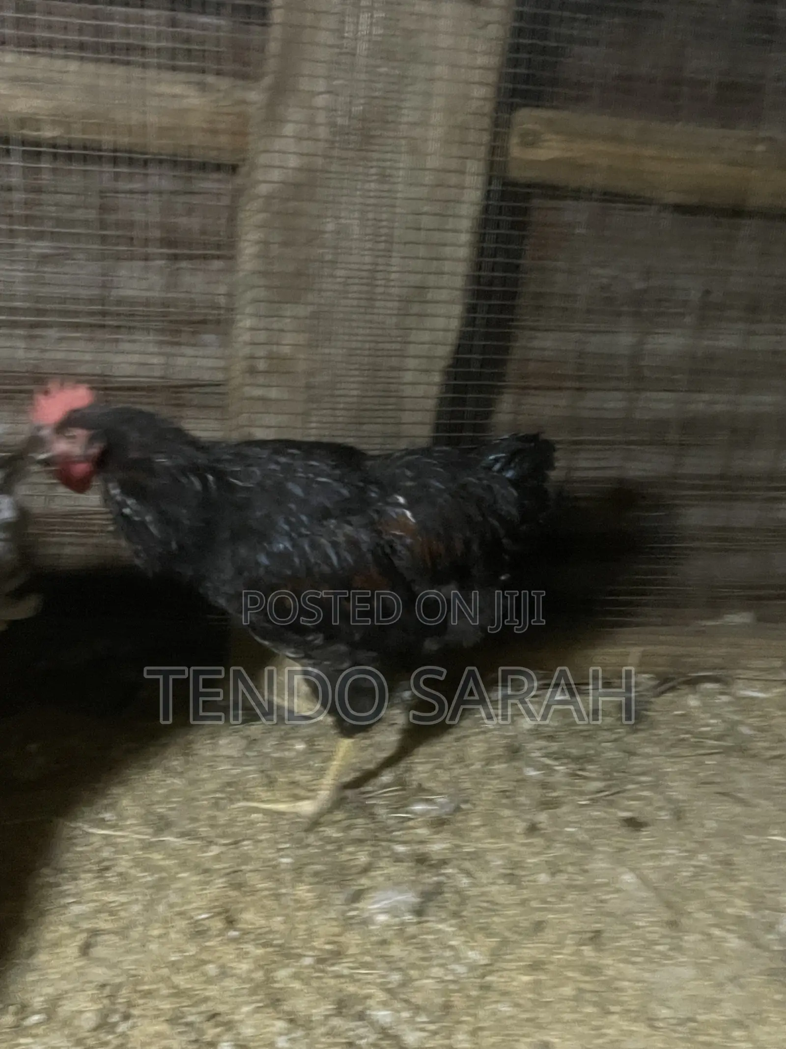 Sarah’S Chicken Farm