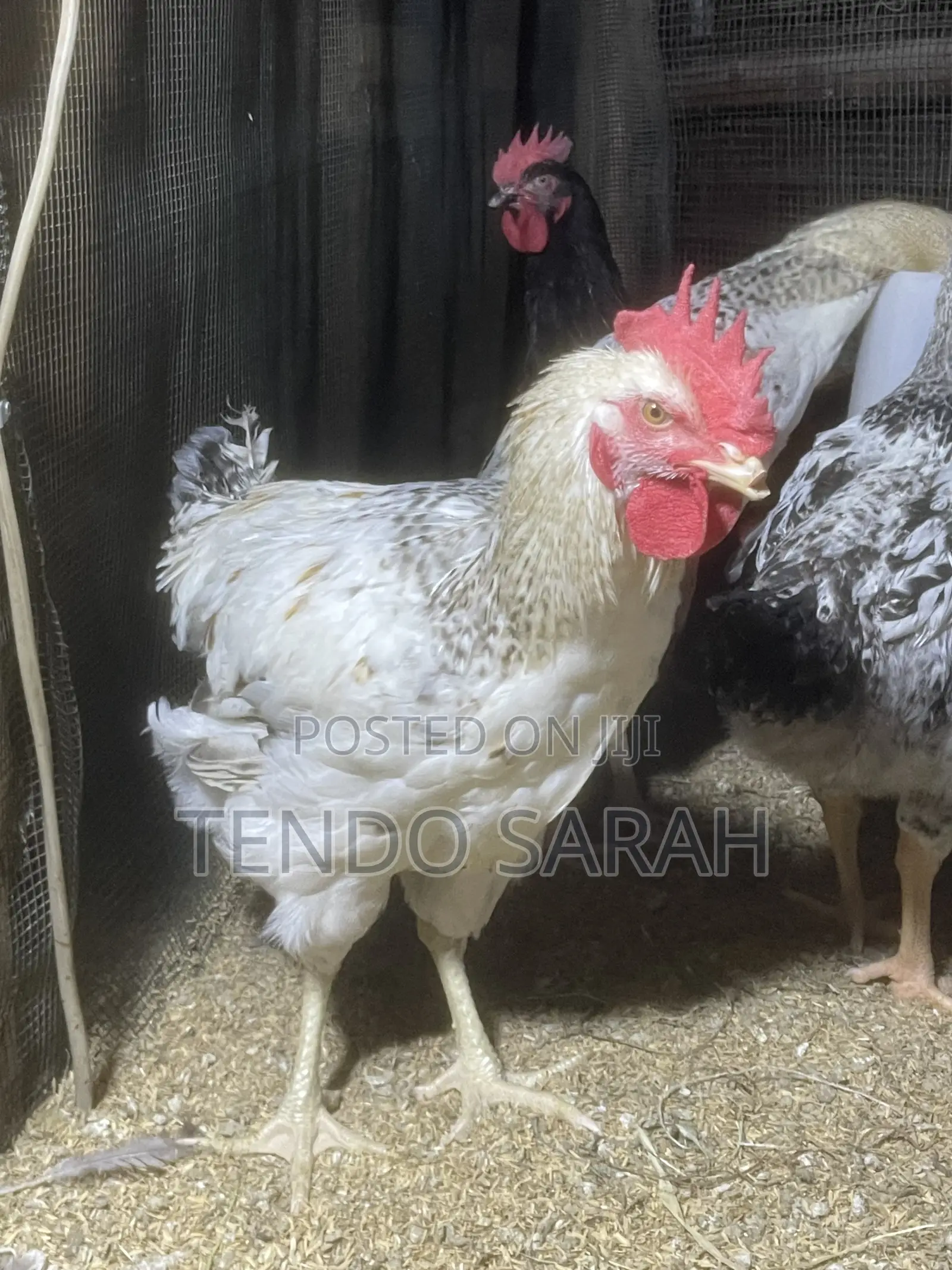 Sarah’S Chicken Farm