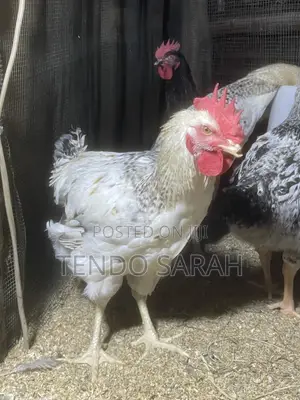 Sarah’S Chicken Farm