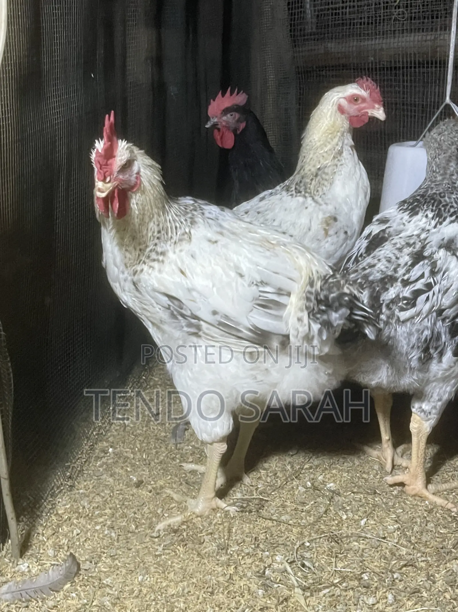 Sarah’S Chicken Farm