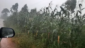 20 Acres for Sale in Wanfuufu, Luwero