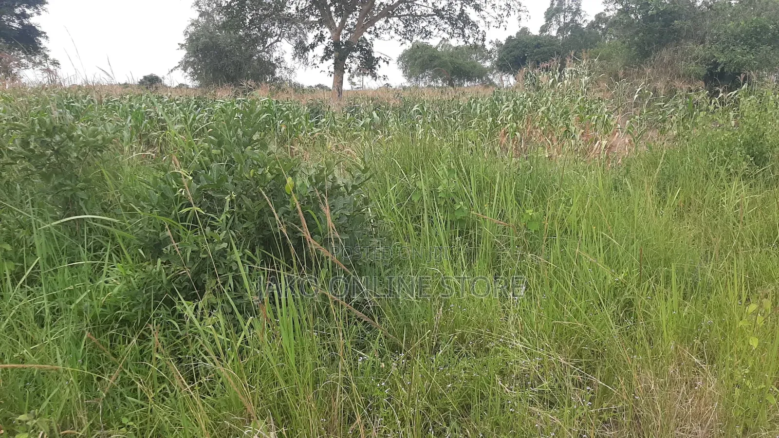 20 Acres for Sale in Wakyato, Nakaseke