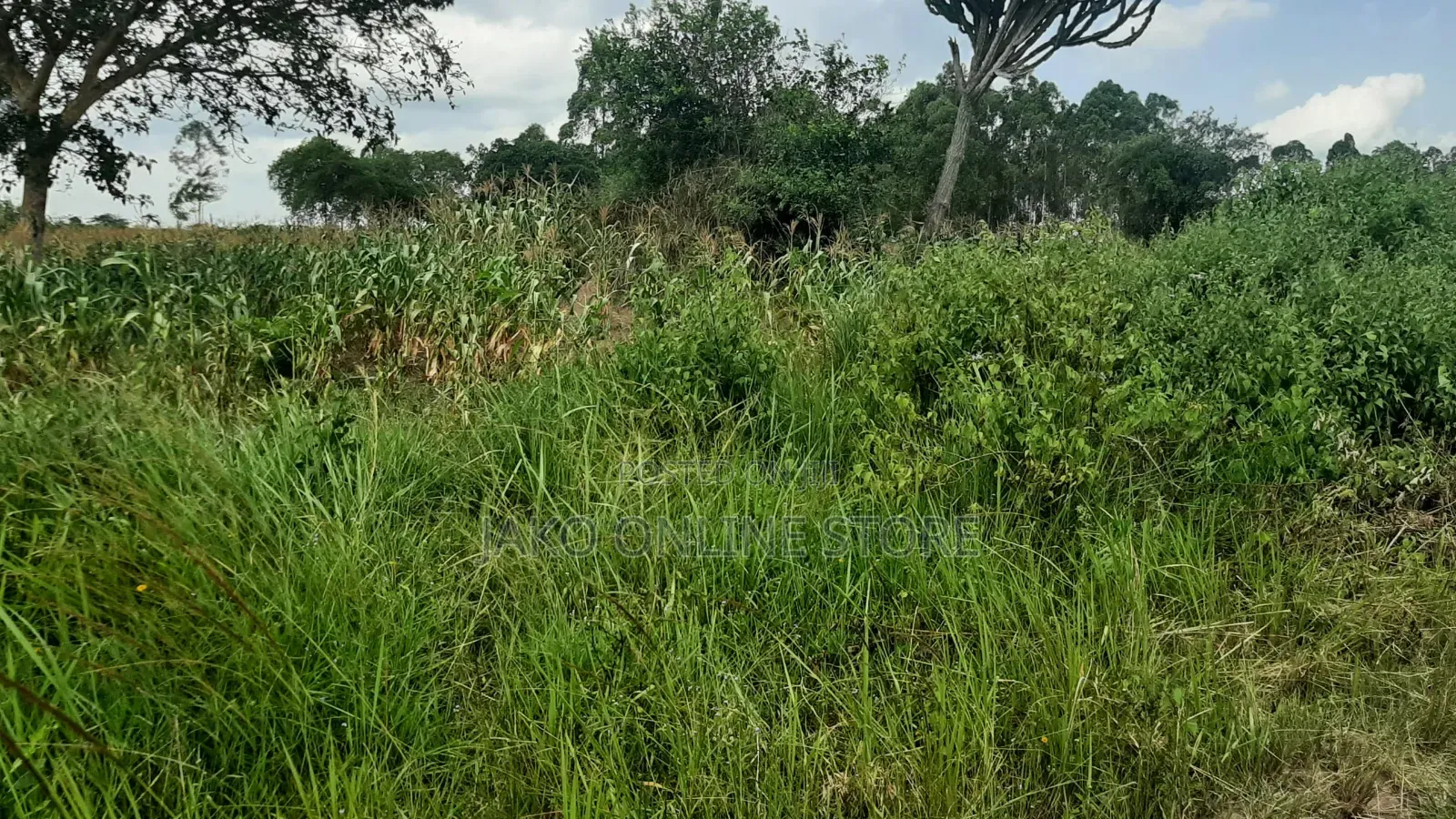 20 Acres for Sale in Wakyato, Nakaseke
