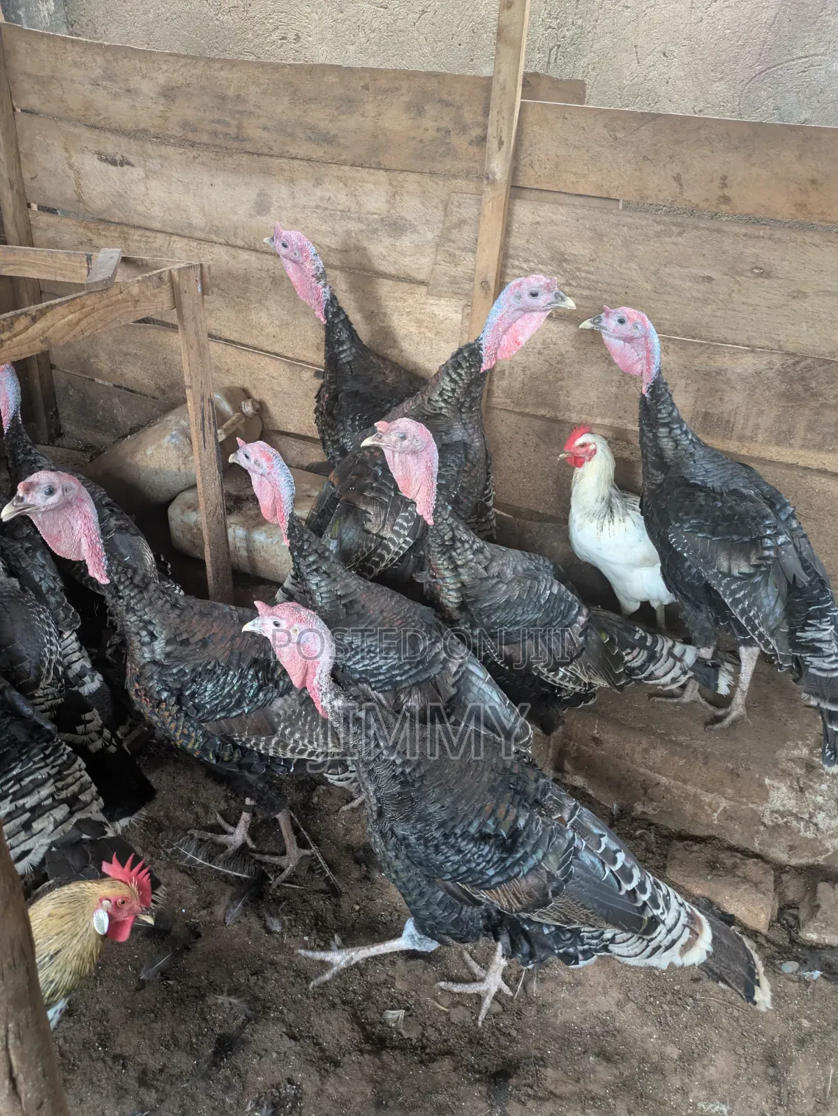 Local Turkey