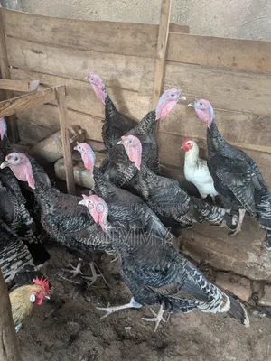 Local Turkey