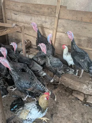 Local Turkey