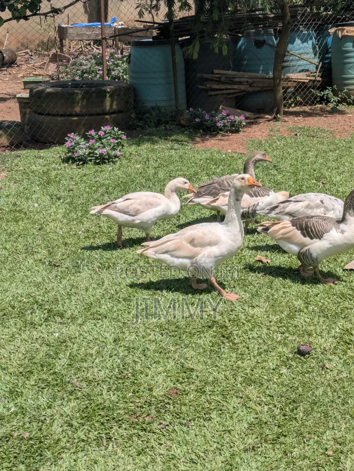 Farm Goose