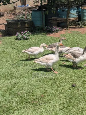 Farm Goose