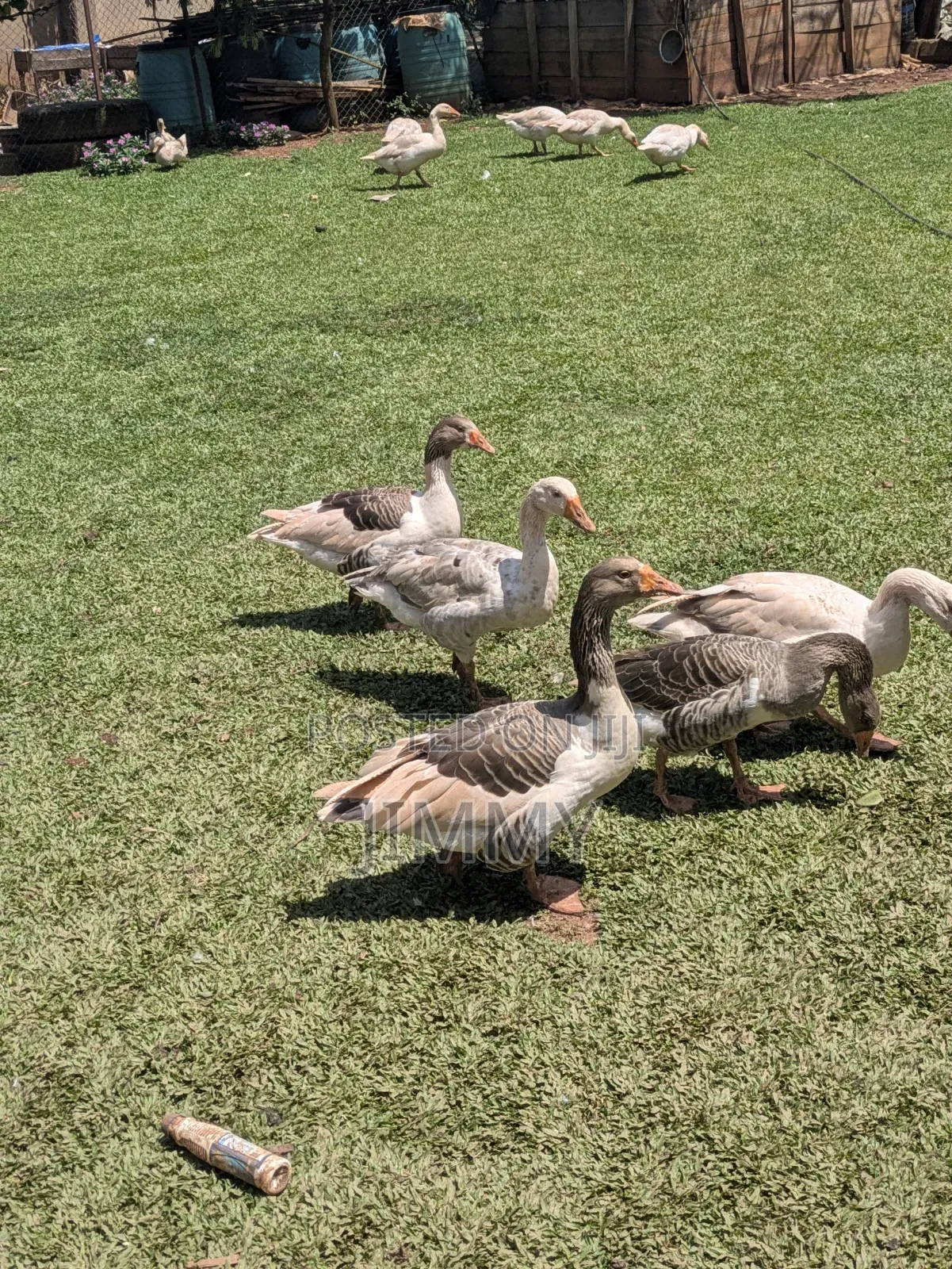 Farm Goose