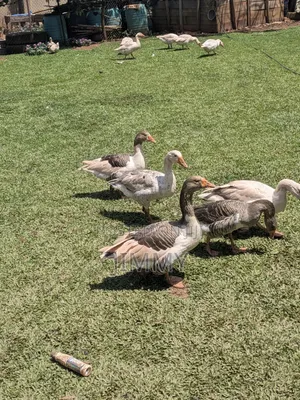Farm Goose