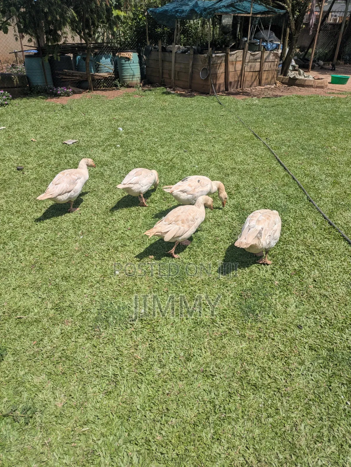 Farm Goose