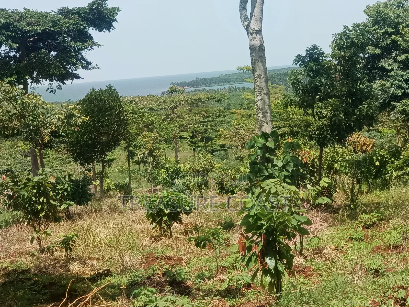 3 Acres of Lake View Land at Katosi