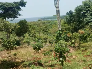 3 Acres of Lake View Land at Katosi