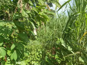 1acre Mixed Land Use for Sale