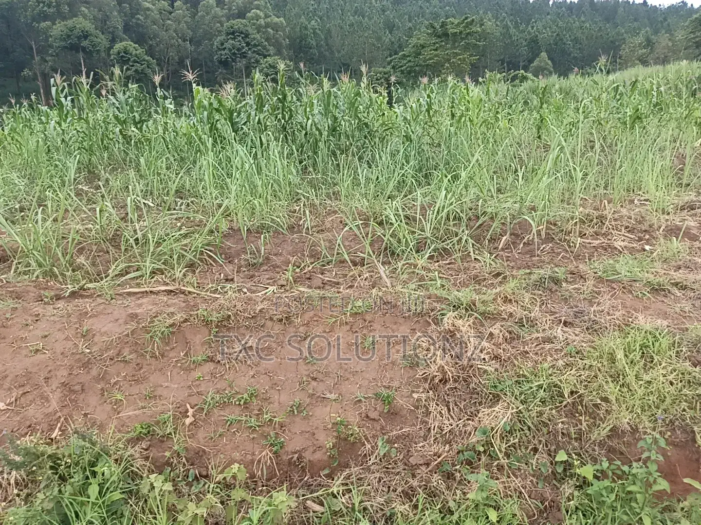 Plot for Sale Jinja-Kagoma on Kamuli Road