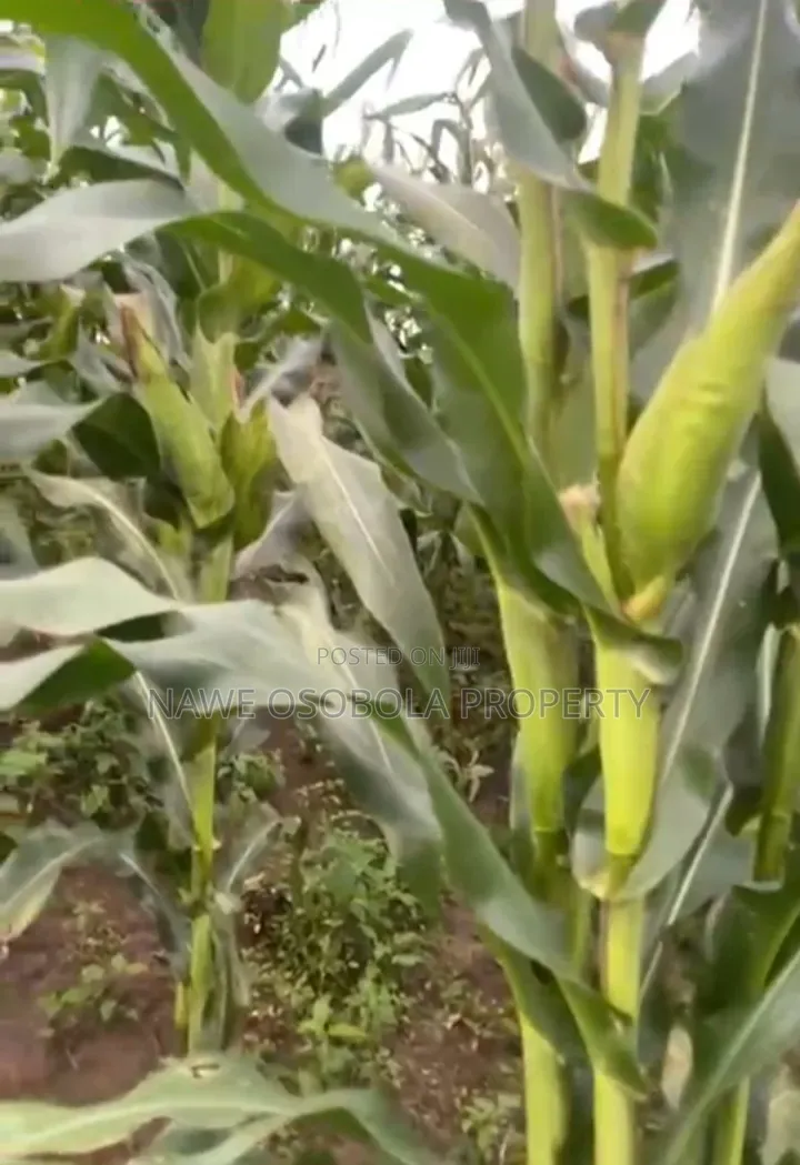 54 Acres of Land for Sale in Kakooge--Luweero