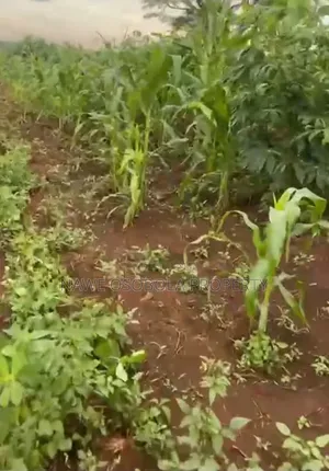 54 Acres of Land for Sale in Kakooge--Luweero