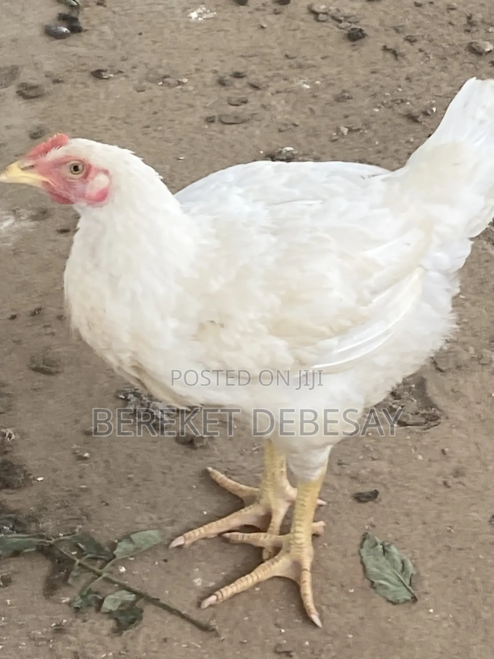 Broilers 2kg Very Healthy for Keeping and Slotering