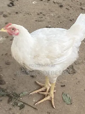 Broilers 2kg Very Healthy for Keeping and Slotering