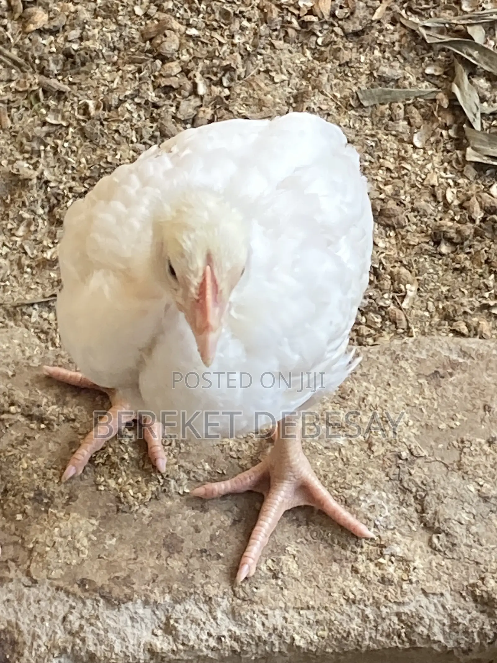 Broilers 2kg Very Healthy for Keeping and Slotering