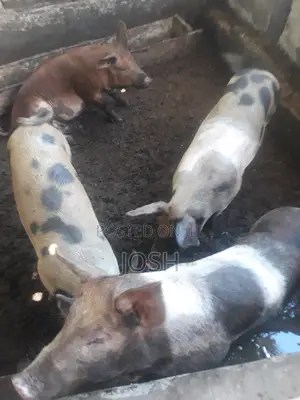 Duroc Boar for Sell and Pigs for Slaughter