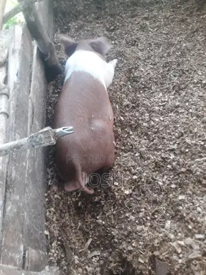 Duroc Boar for Sell and Pigs for Slaughter