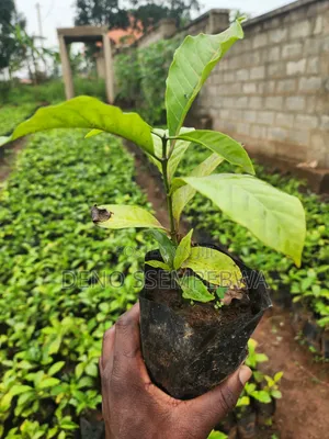 Coffee Seedlings