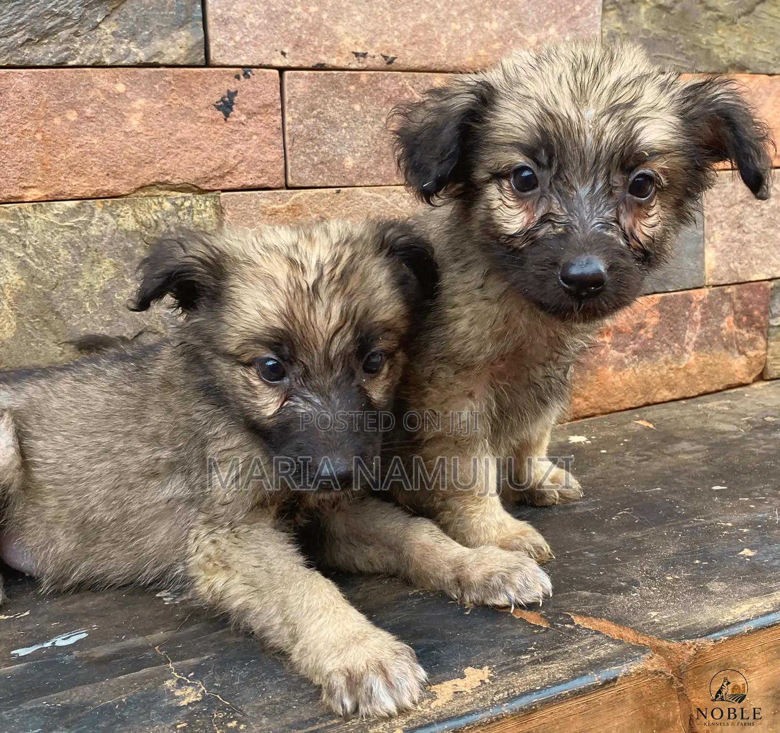 1-3 months Male Purebred German Shepherd