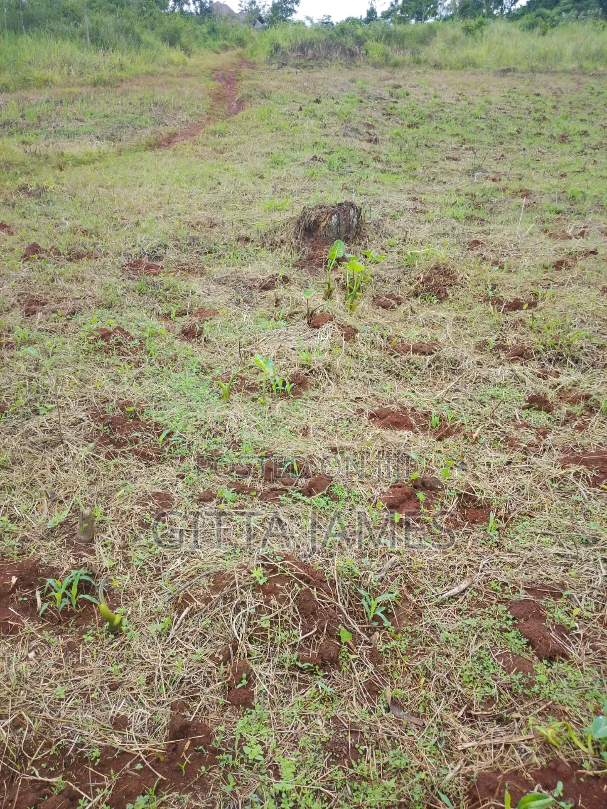 100by100ft La D for Sale by Owner With Ready Private Mailo Land Title