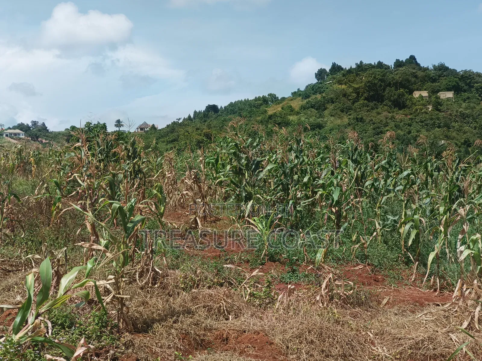 8 Acres for Sale in Ssisa Lutaba