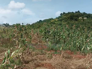 8 Acres for Sale in Ssisa Lutaba