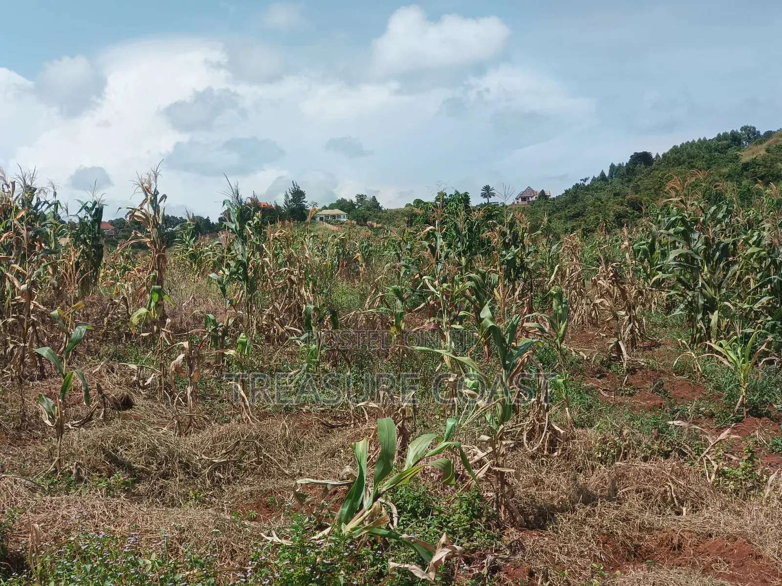 8 Acres for Sale in Ssisa Lutaba