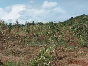 8 Acres for Sale in Ssisa Lutaba
