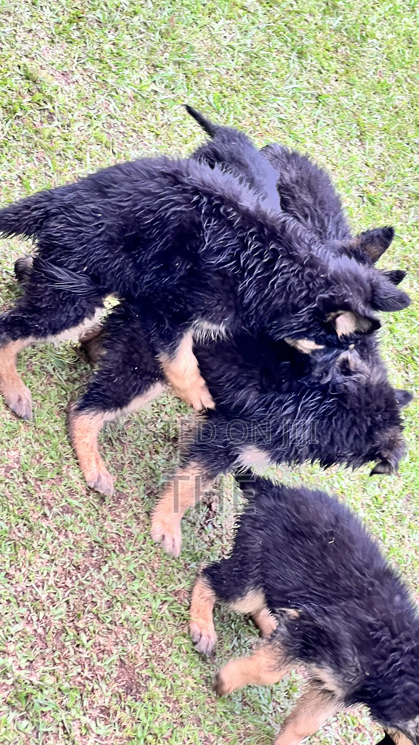 1-3 months Male Purebred German Shepherd