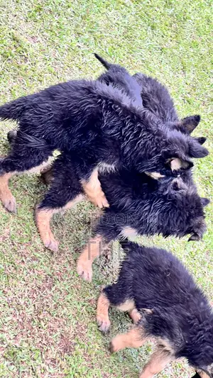 1-3 months Male Purebred German Shepherd