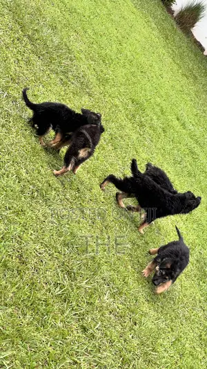 1-3 months Male Purebred German Shepherd
