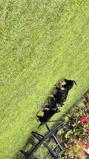 1-3 months Male Purebred German Shepherd