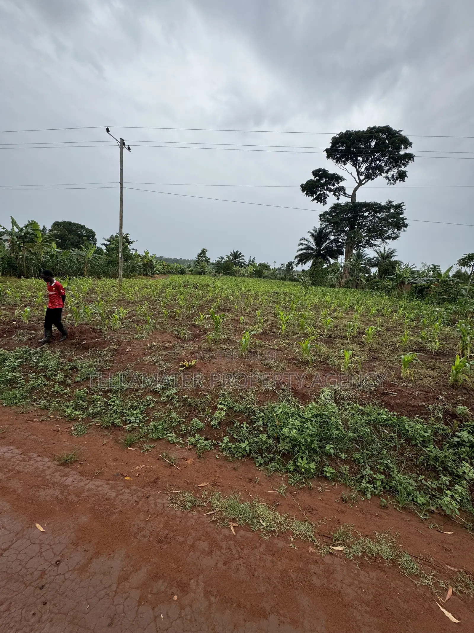 50*50ft and 50*100ft Plots With Maize and Kalitunsi for Sale