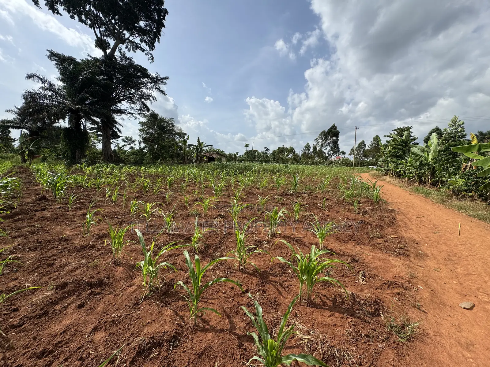 50*50ft and 50*100ft Plots With Maize and Kalitunsi for Sale