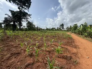 50*50ft and 50*100ft Plots With Maize and Kalitunsi for Sale