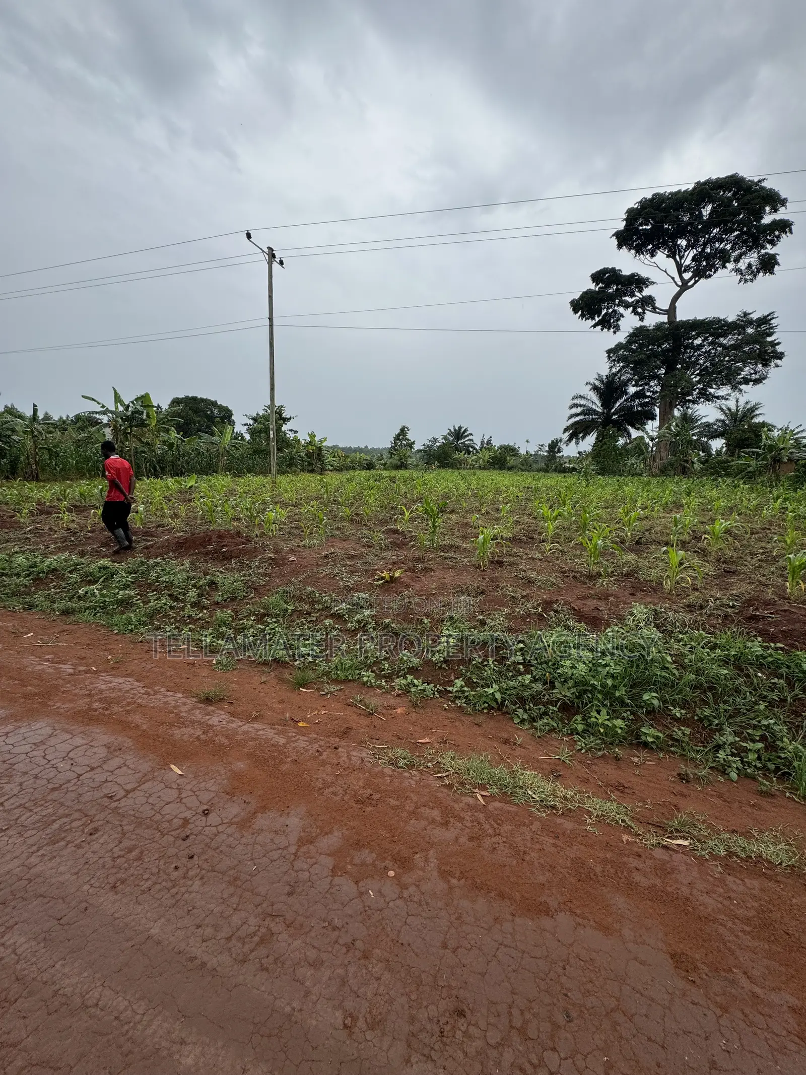 50*50ft and 50*100ft Plots With Maize and Kalitunsi for Sale