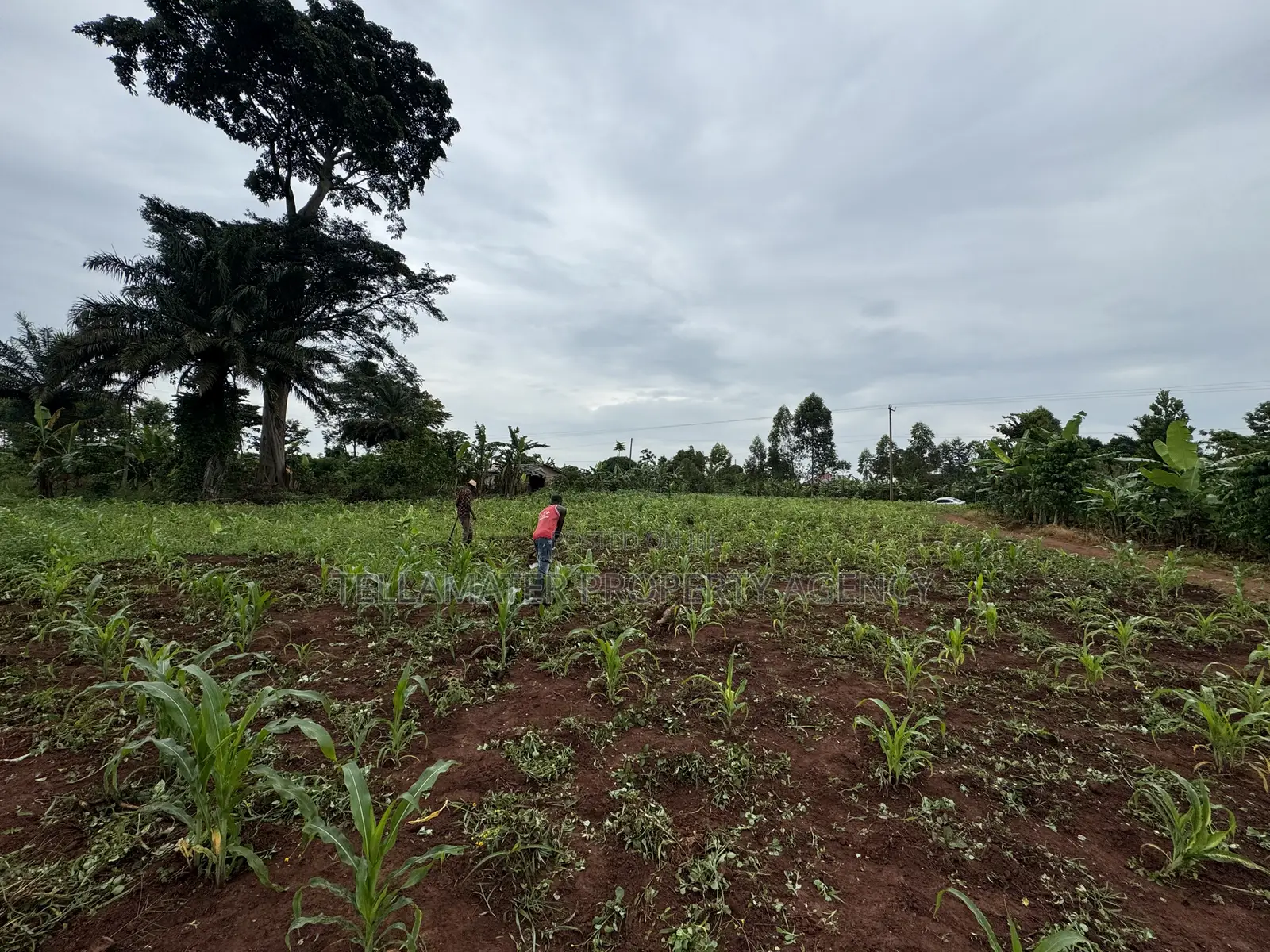 50*50ft and 50*100ft Plots With Maize and Kalitunsi for Sale