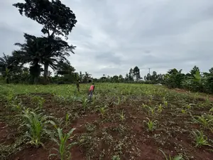 50*50ft and 50*100ft Plots With Maize and Kalitunsi for Sale