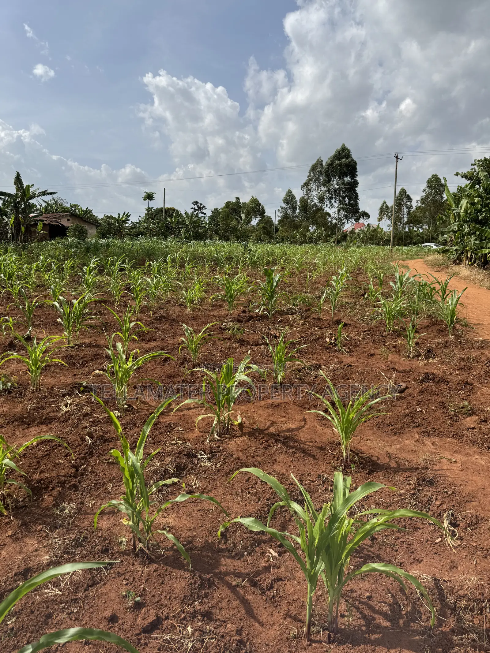 50*50ft and 50*100ft Plots With Maize and Kalitunsi for Sale