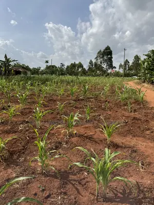 50*50ft and 50*100ft Plots With Maize and Kalitunsi for Sale