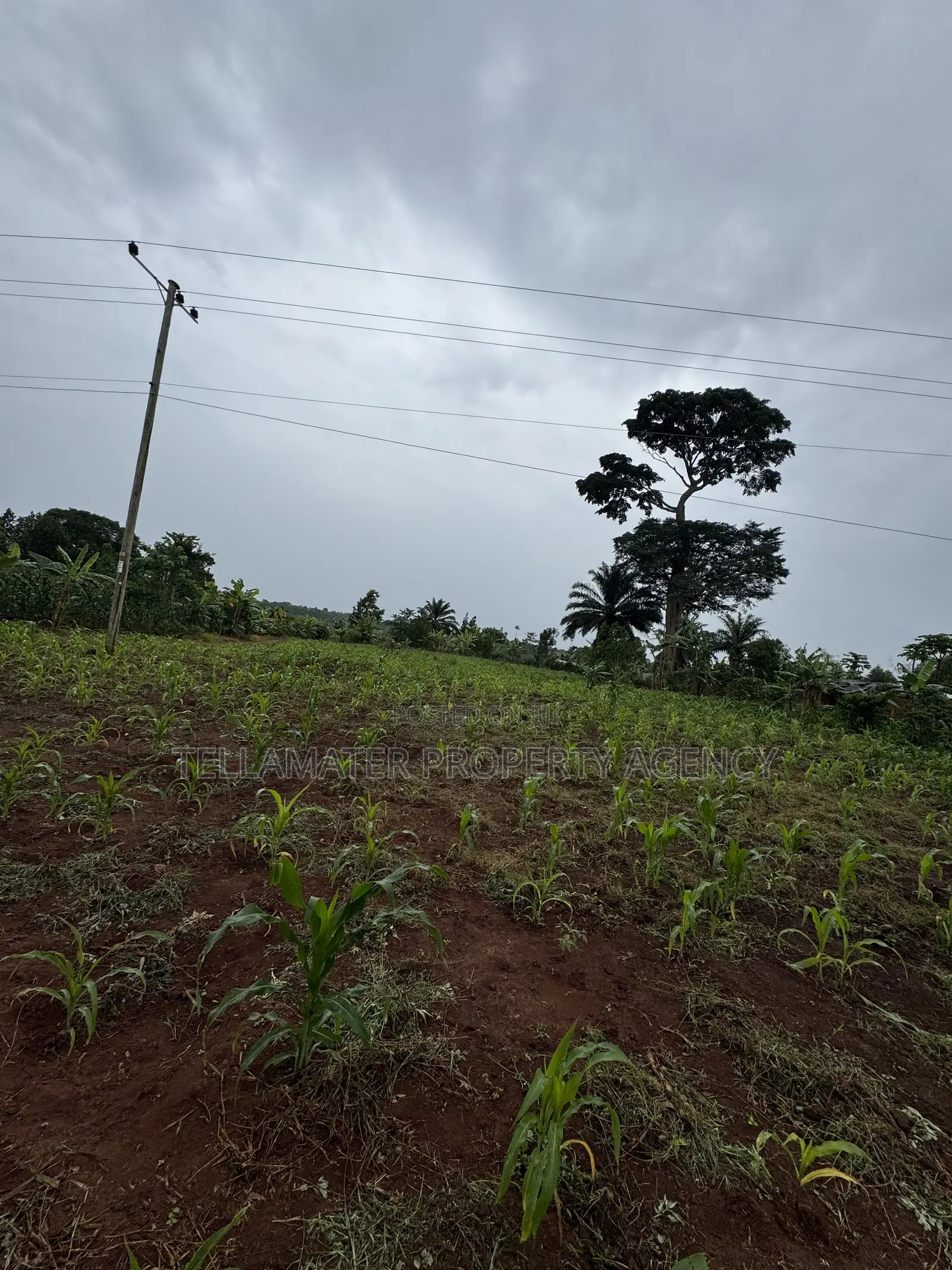 50*50ft and 50*100ft Plots With Maize and Kalitunsi for Sale