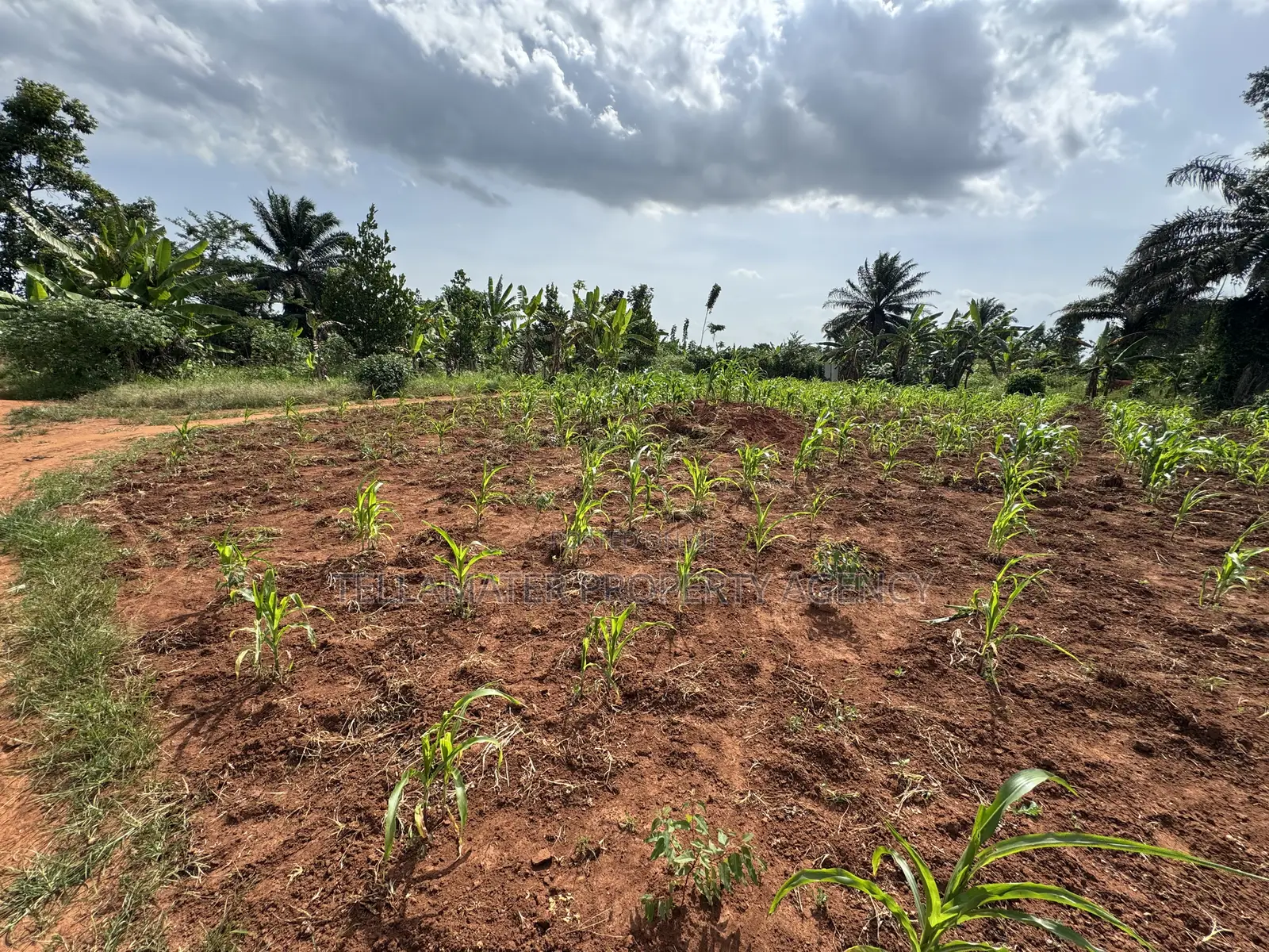 50*50ft and 50*100ft Plots With Maize and Kalitunsi for Sale